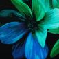 Preview: French Terry Blüten & Blätter Petrol/Blau/ auf Schwarz by Swafing